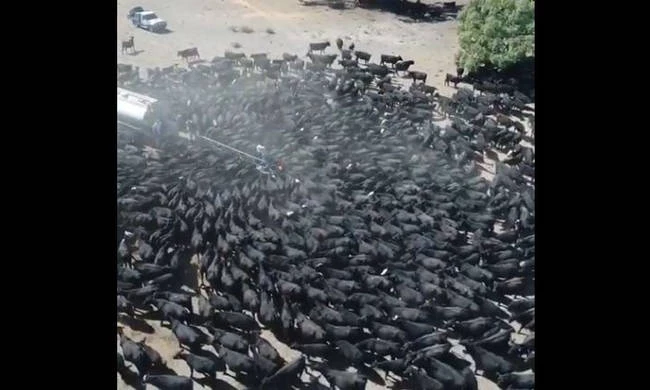 Ακραία ξηρασία στην Αυστραλία: Αγελάδες κυκλώνουν υδροφόρα για να ξεδιψάσουν (βίντεο)